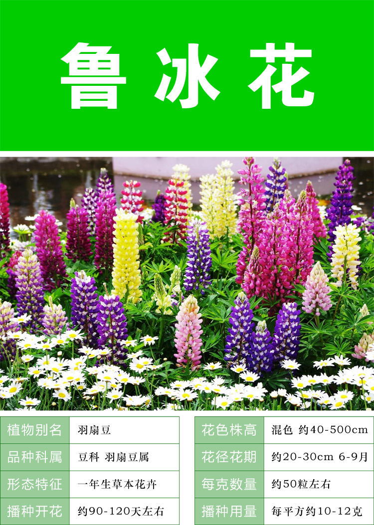 国产适种区域:华北,华中,华东,华南,西南,西北种类:草花适播季节:春季