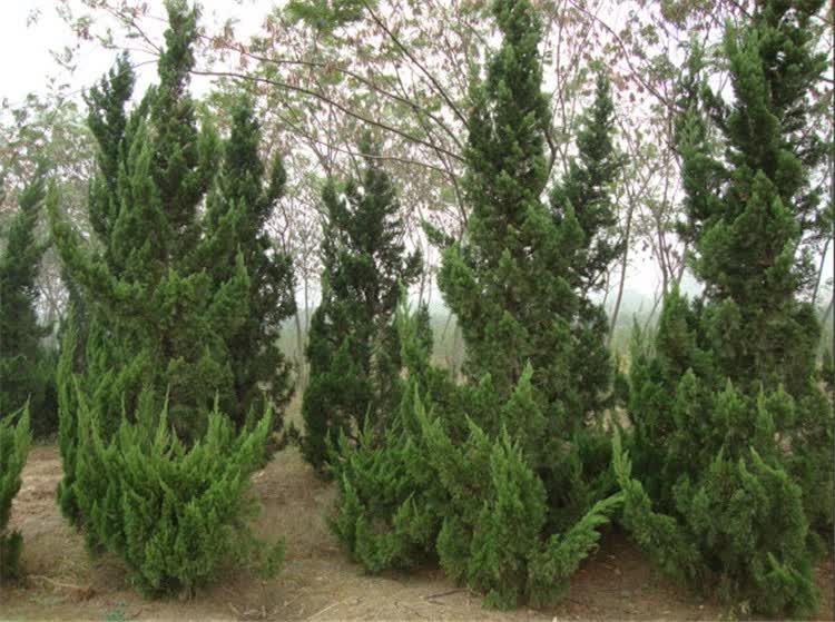 主要价值 龙柏树形优美,枝叶碧绿青翠,公园篱笆绿化首选苗木,多被种植