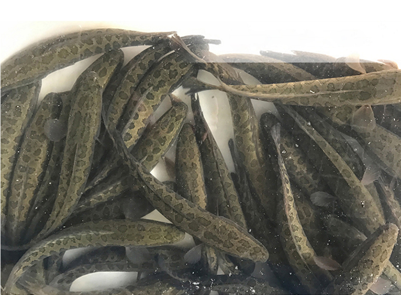 御农大黑鱼酸菜鱼 鲜财鱼财鱼乌鱼术后炖汤鲜活打捞现杀活鱼 黑鱼片