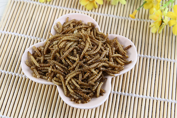 温馨提示:面包虫补充大量蛋白质及钙类,为避免小宠上火,建议每只每天