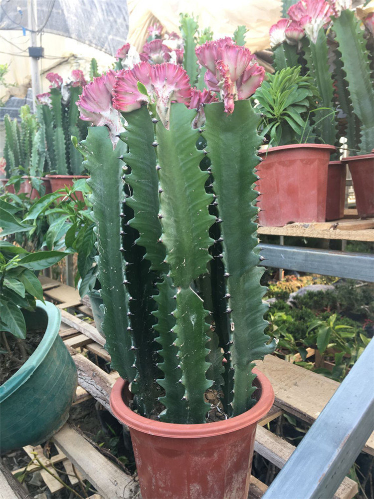 玖枝苑青龙骨盆栽花卉室内植物盆景绿植盆栽龙骨麒麟掌量天尺仙人多肉