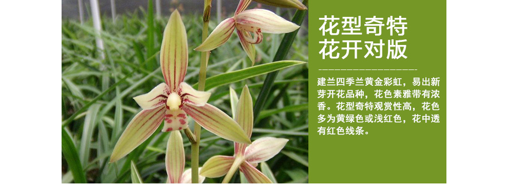 刘阁兰花 刘阁兰花 建兰四季兰花苗 黄金彩虹 金边艺 现带花苞出售