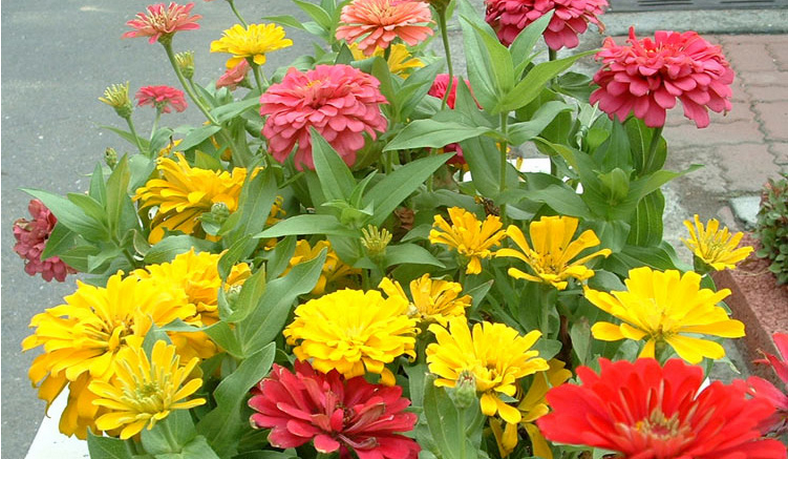 醉花春 百日草花种子 四季易播步步高花卉种子景观花海百日菊花籽