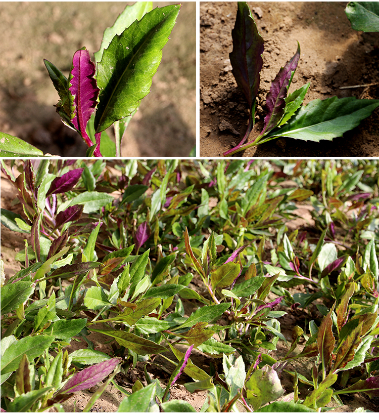 密农人家农家种植紫背天葵新鲜蔬菜300g沙拉