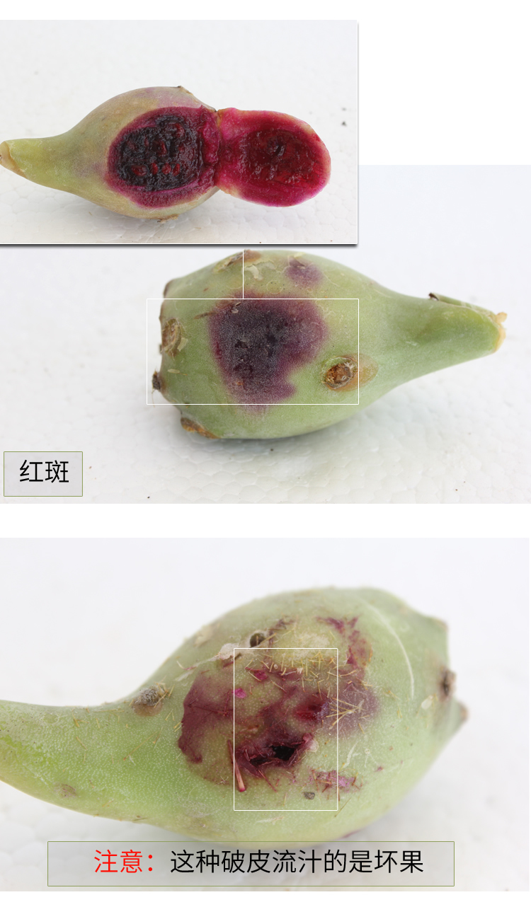 益优果海南三亚仙人掌果1000g1417个500g富含花青素