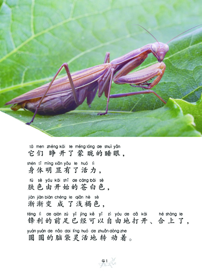记》(注音彩图版)——蟋蟀 法布尔《昆虫记》(注音彩图版)——螳螂