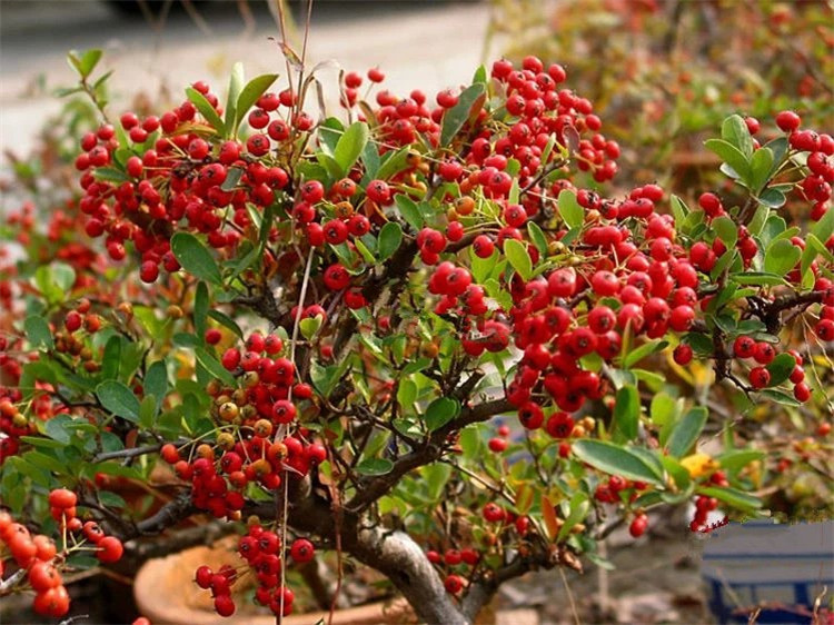 学名:pyracantha fortuneana  别名:火把果,救军粮  科属:蔷薇科火棘