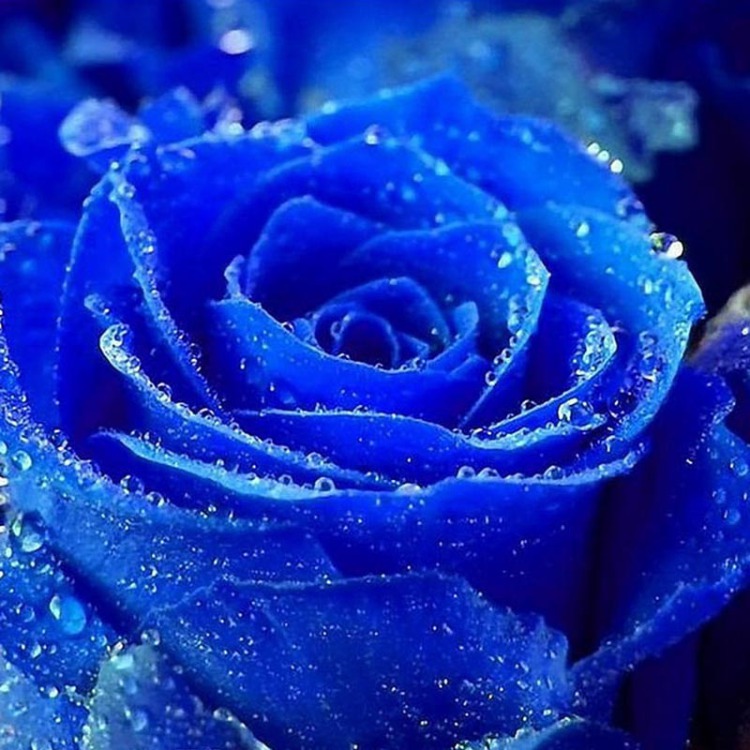 恋情,生日,祝福,婚庆适合节日:情人节,七夕 花材包装:11枝蓝玫瑰单枝