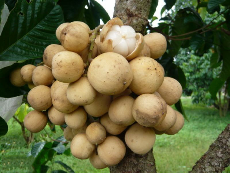 泰国龙宫果 龙贡果 爱情果 泰国枇杷 3斤精选