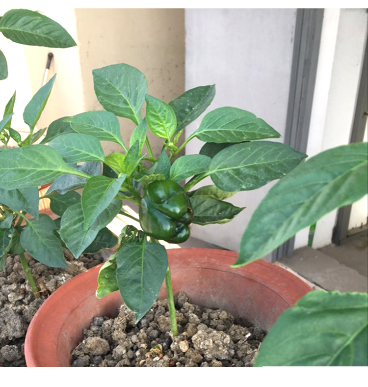 灯笼椒菜椒 阳台菜籽四季盆栽菜种籽 寿光蔬菜苗种苗 赛尔娜f1甜椒苗