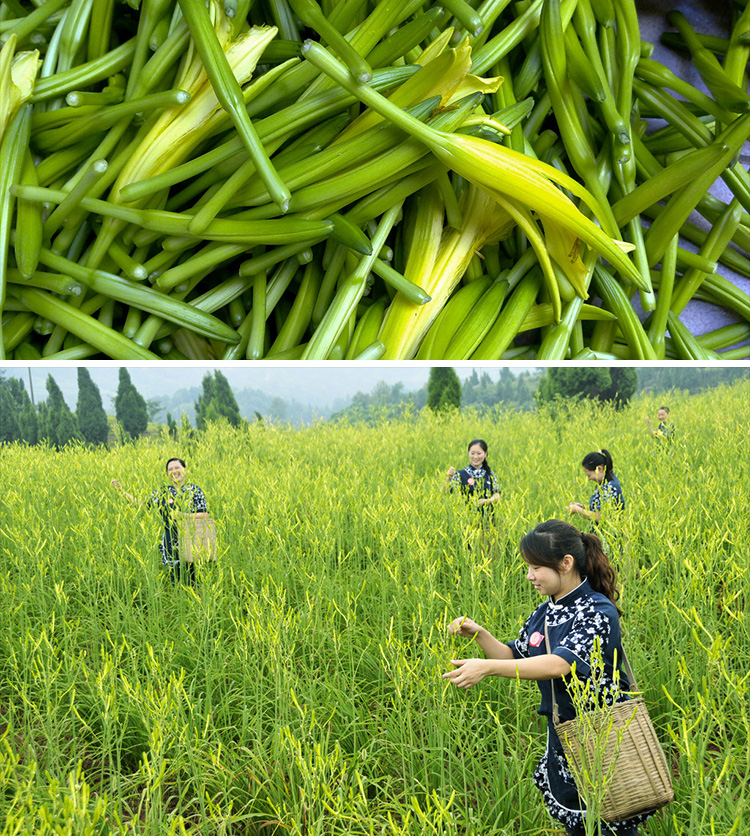 金针菜图片(金针菜图片怎么炒)