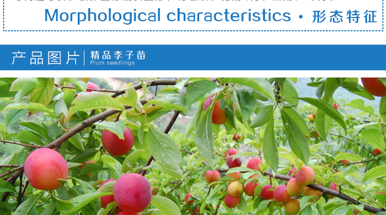 果树盆景批发哪里便宜