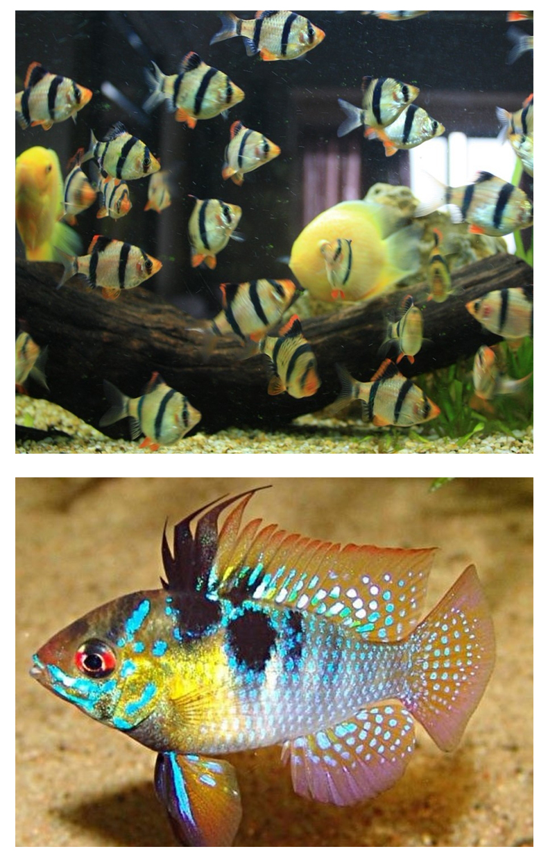 云峰海瑞小型热带鱼观赏鱼活体红绿灯鱼淡水水族鱼宠物接吻鱼虎四间鱼