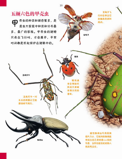 我的第一本百科全书 小型动物的奇妙世界