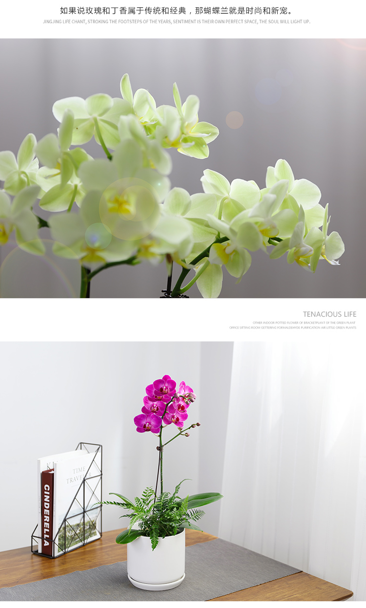 爱优尚(aiyoush) 小型彩色蝴蝶兰盆栽兰花带花苞室内客厅办公室开花