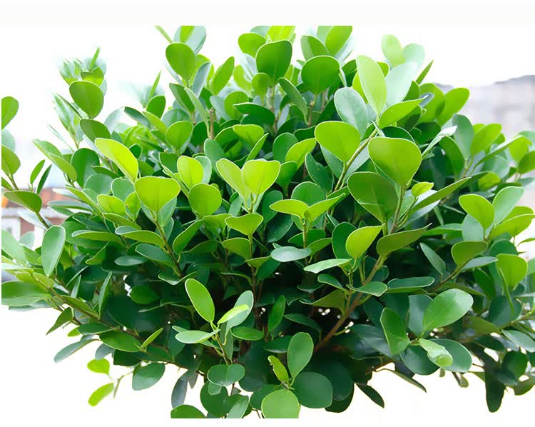 三层榕榕树礼品花卉盆栽室内客厅大型盆景原土发货金钱榕1316m不含盆