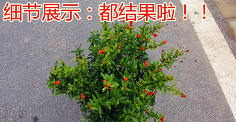 月季花树苗