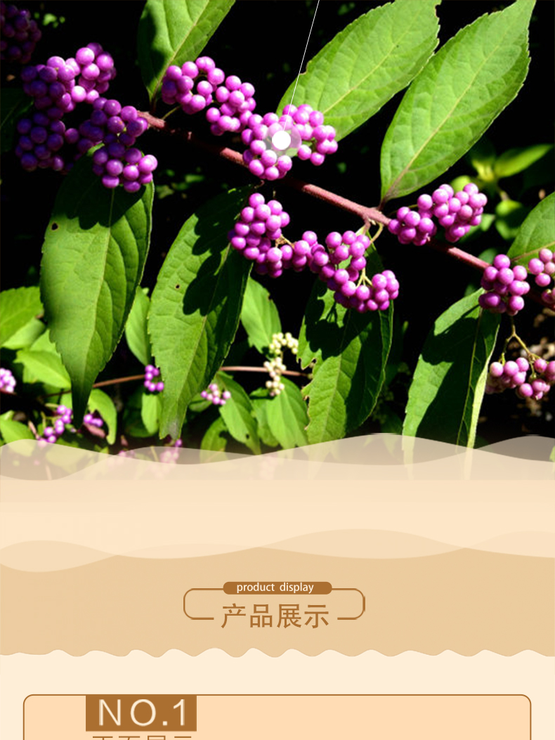 泰神素 裸花紫珠分散片 0.5g*48片 一盒装