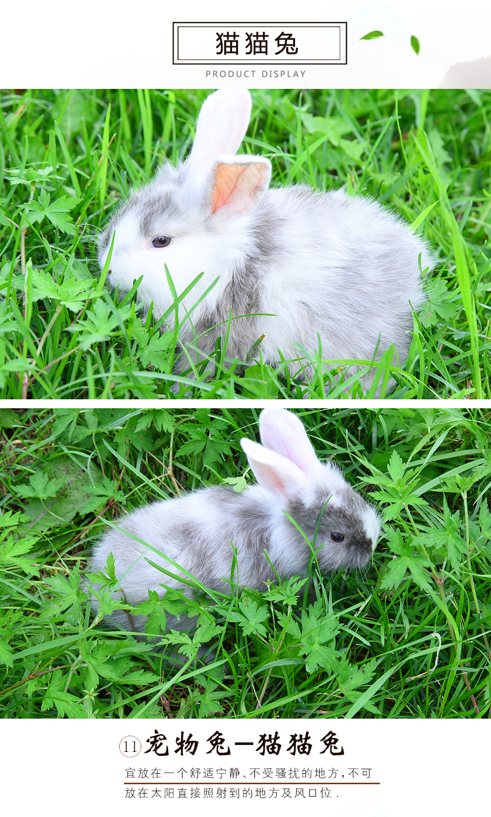 小白兔宠物兔宝宝小宠活体 熊猫兔公主兔子灰兔黑兔活体 随机垂耳兔1