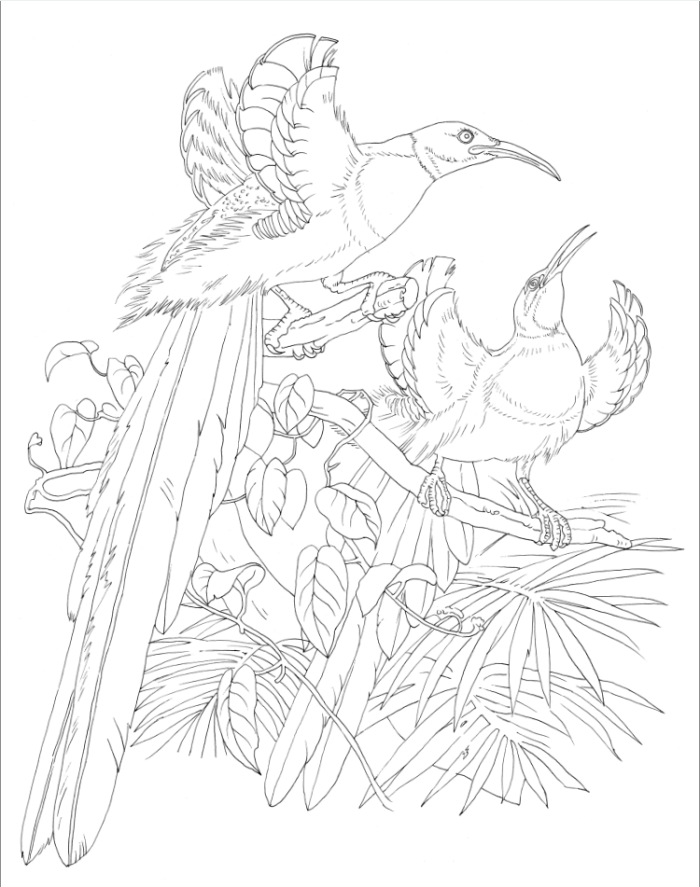 绘画 其他绘画 艾略特手绘极乐鸟高清大图:装裱册页与临摹范本 (美)