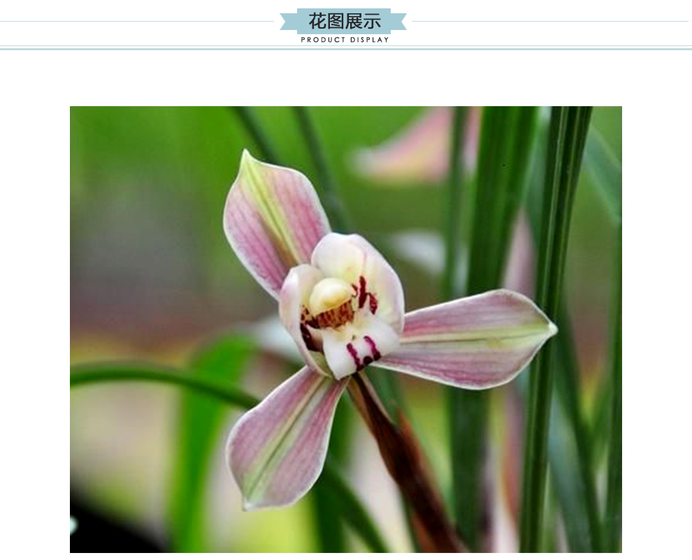 刘阁兰花春兰荷形水仙瓣高档珍品荷瑞冬带浓香花苞出售好养高雅兰草