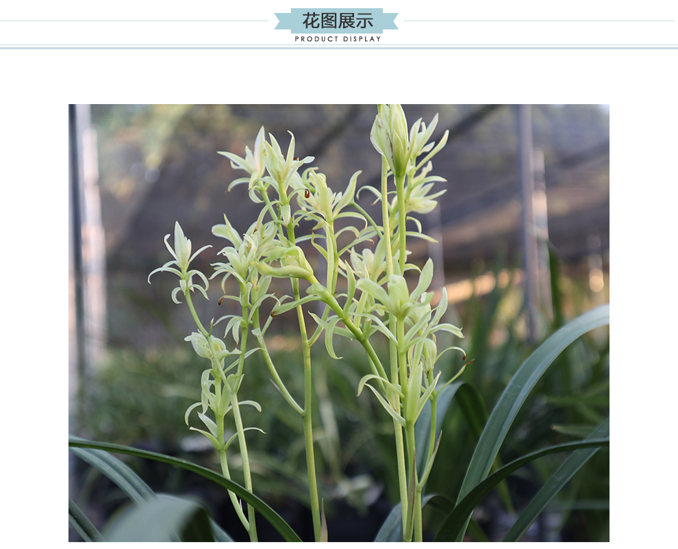 刘阁兰花刘阁兰花建兰传统铭品翠玉牡丹夏带花苞出售四季兰奇花兰花苗