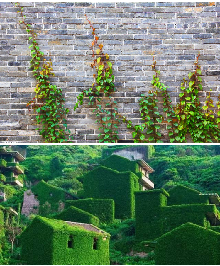 5年苗攀援高手植物美国五叶地锦苗子爬山虎大苗爬藤红叶爬墙虎花卉