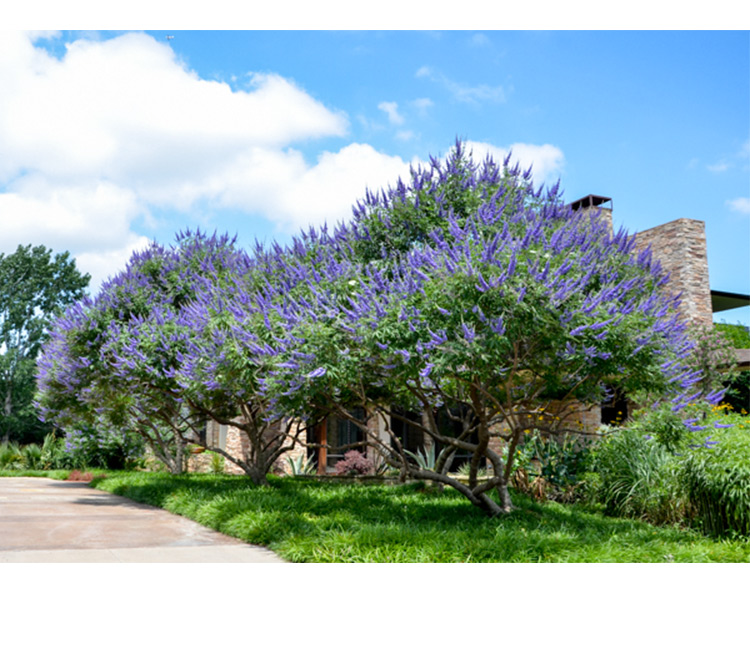 【虹越】穗花牡荆1加仑/小2加仑盆栽苗 夏季观花庭院花灌木薰衣草树