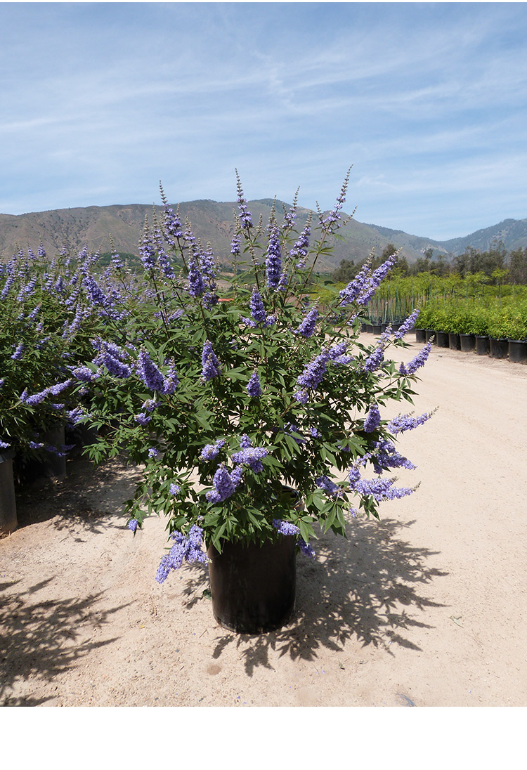 【虹越】穗花牡荆1加仑/小2加仑盆栽苗 夏季观花庭院花灌木薰衣草树