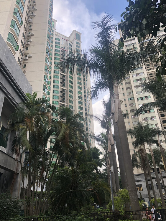 深圳市罗湖区翠竹路2038号一号区新港鸿花园洪湖阁1501房