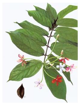 普济仁堂 特级使君子 6瓶×70克