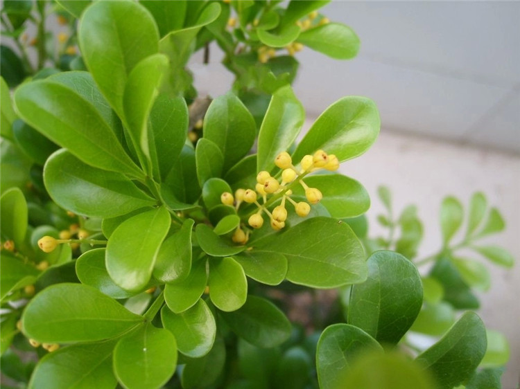 米兰是常绿灌木或小乔木,四季常青,夏秋季持续开花,金黄串串,花香馥郁
