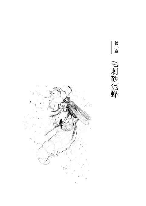 第二章 毛刺砂泥蜂(1)