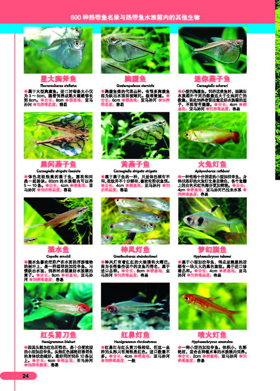 热带鱼图鉴:南美产加拉辛鱼(3) 在线阅读-科普读物 -京东读书