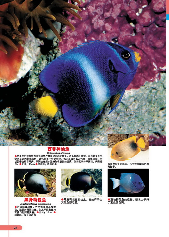 海水鱼图鉴:走进海水鱼饲养世界(25) 在线阅读-科普读物 -京东读书