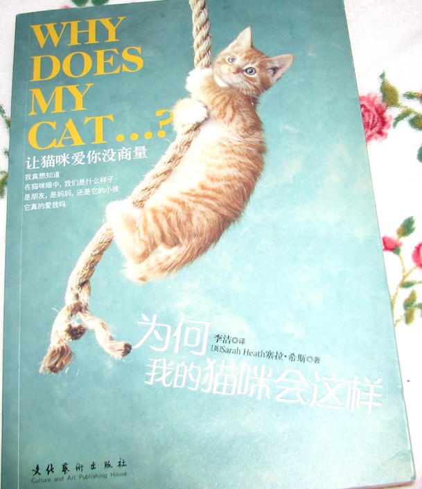 为何我的猫咪会这样 实拍图