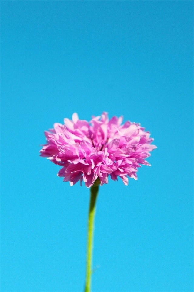 CONNY广场舞服装秋冬新款舞蹈练功裤宽松跳舞裤子女瑜伽裤运动健身长裤 黑紫 2XL 170 实拍图