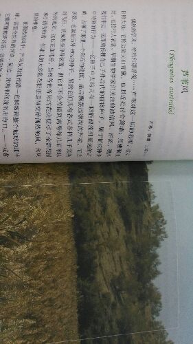 植物记2：从新疆到海南 实拍图