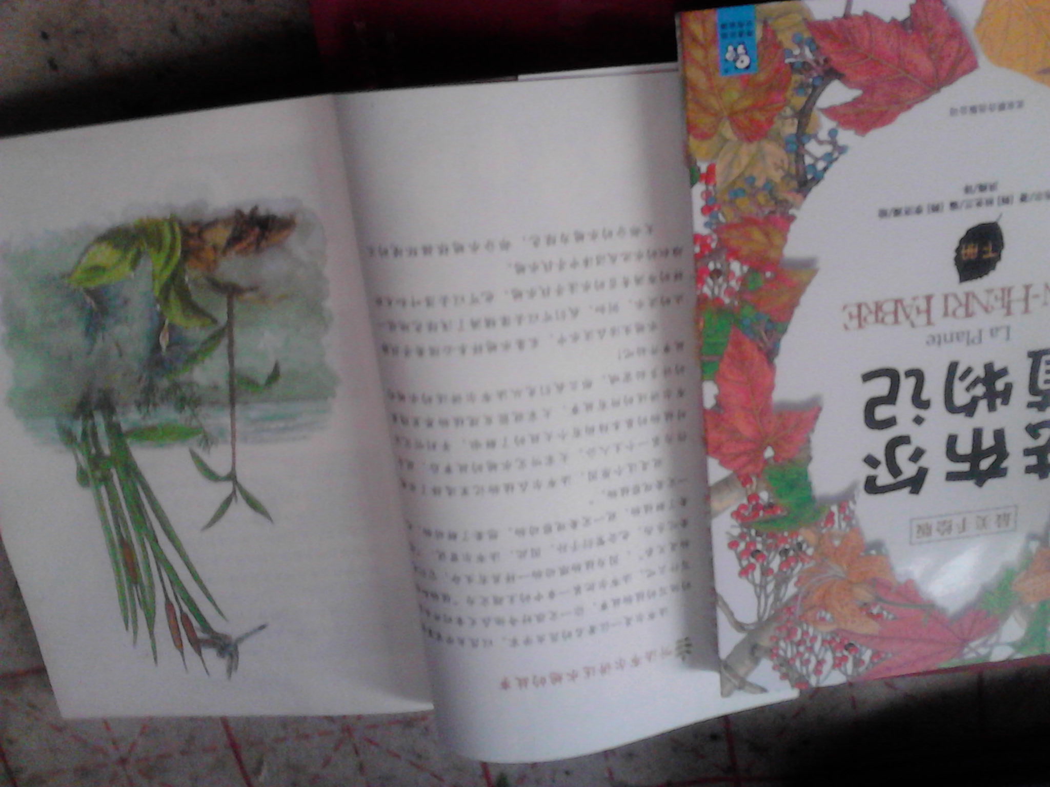 观花植物1000种经典图鉴（超值白金版） 实拍图