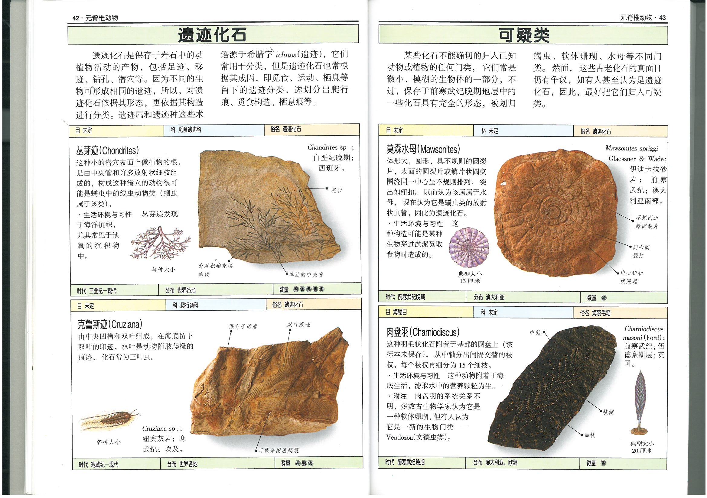精品化石图册：普通古生物学实习教材 晒单实拍图