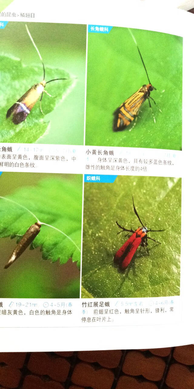 昆虫识别图鉴
