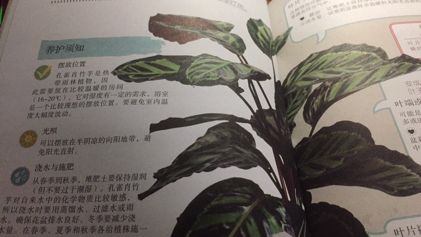 这本书上有想种植的植物可惜只是简单描述养护