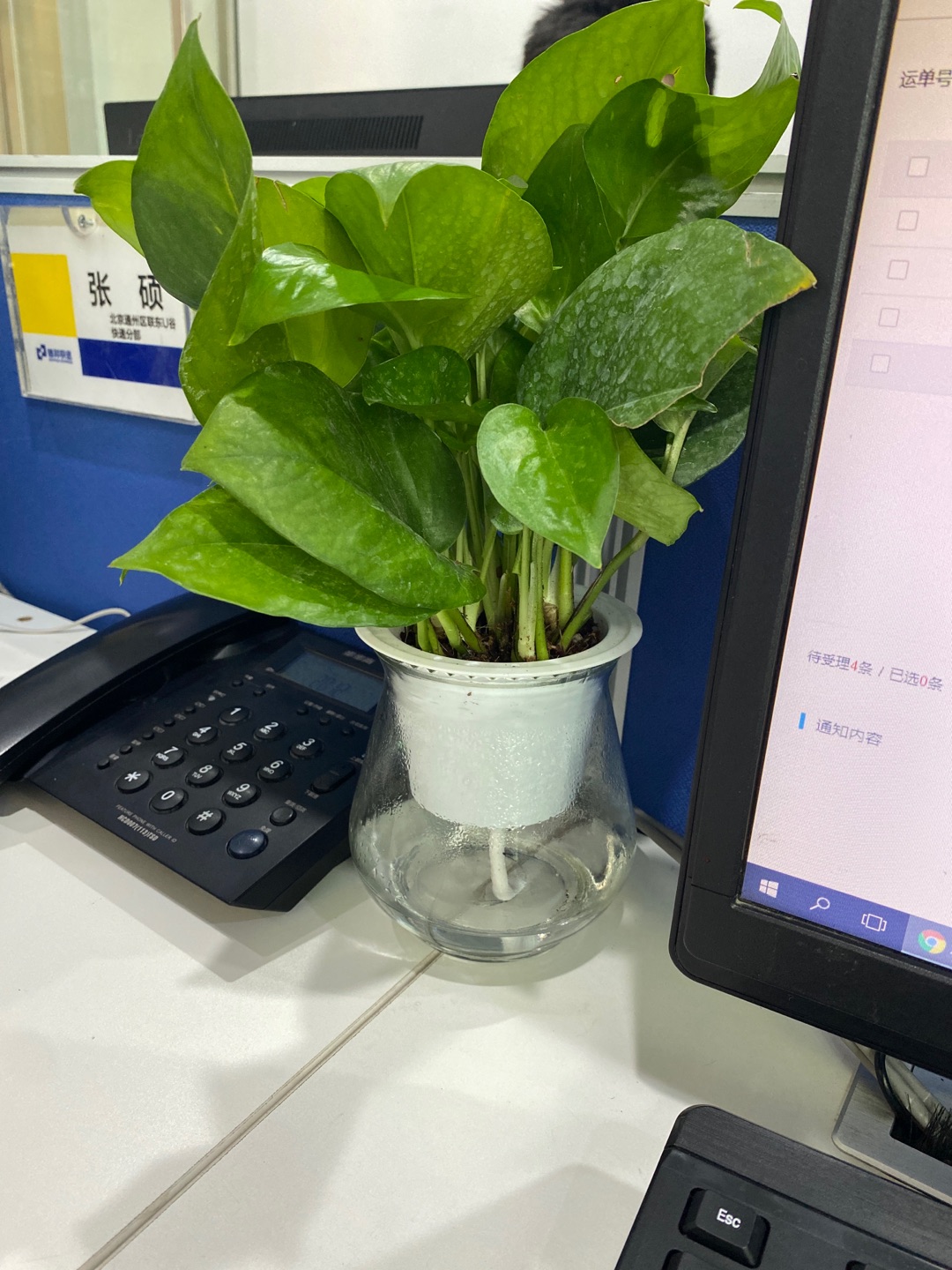 花卉玻璃花盆怎么样 评测曝光 观音竹收到 看着很不错 350评测资讯