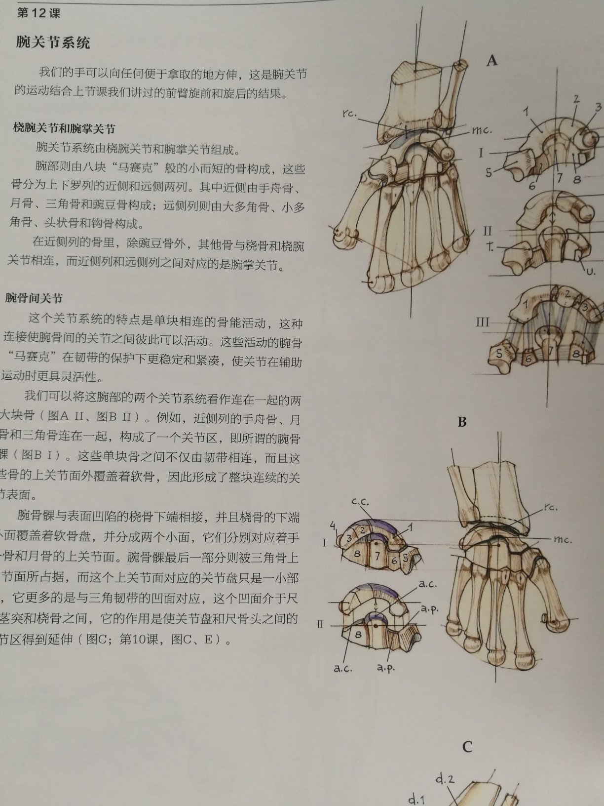 满意的购买。整本书详细地讲解了运动中人体的肌肉和骨骼会产生的变化。图例精致易懂，让人受益匪浅。值得收藏反复复习