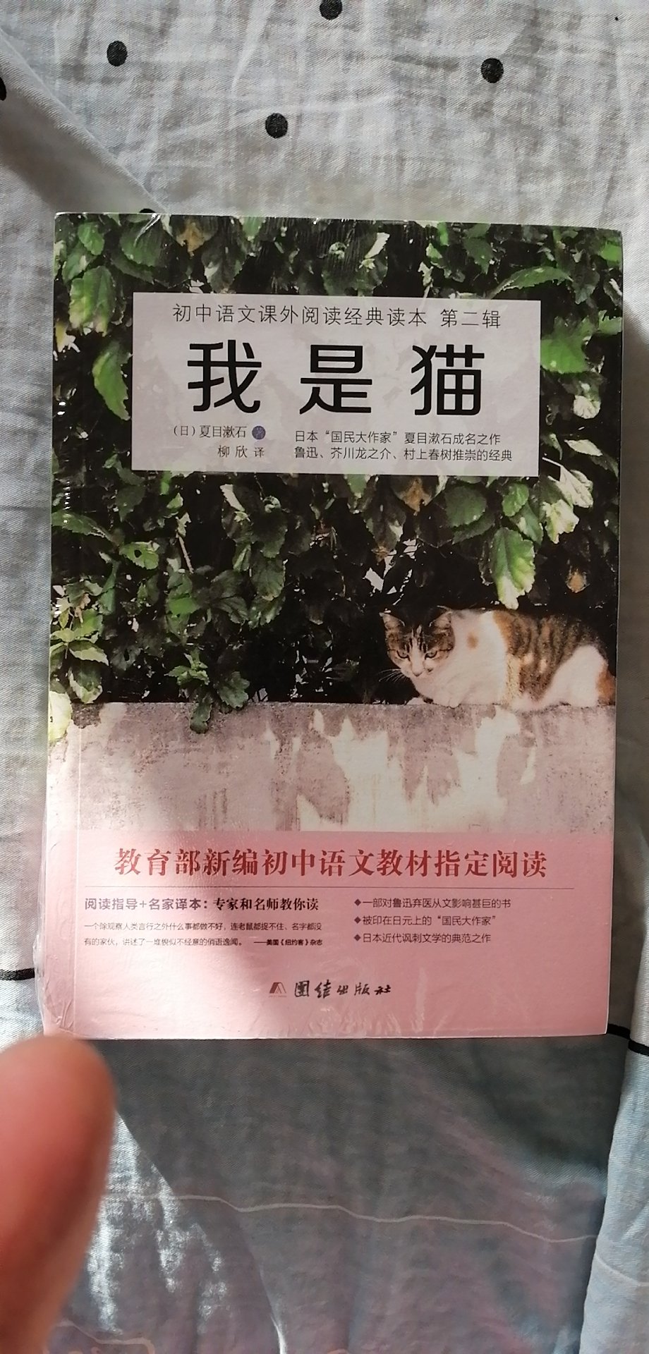 我最喜欢小猫了，但我不想是猫。