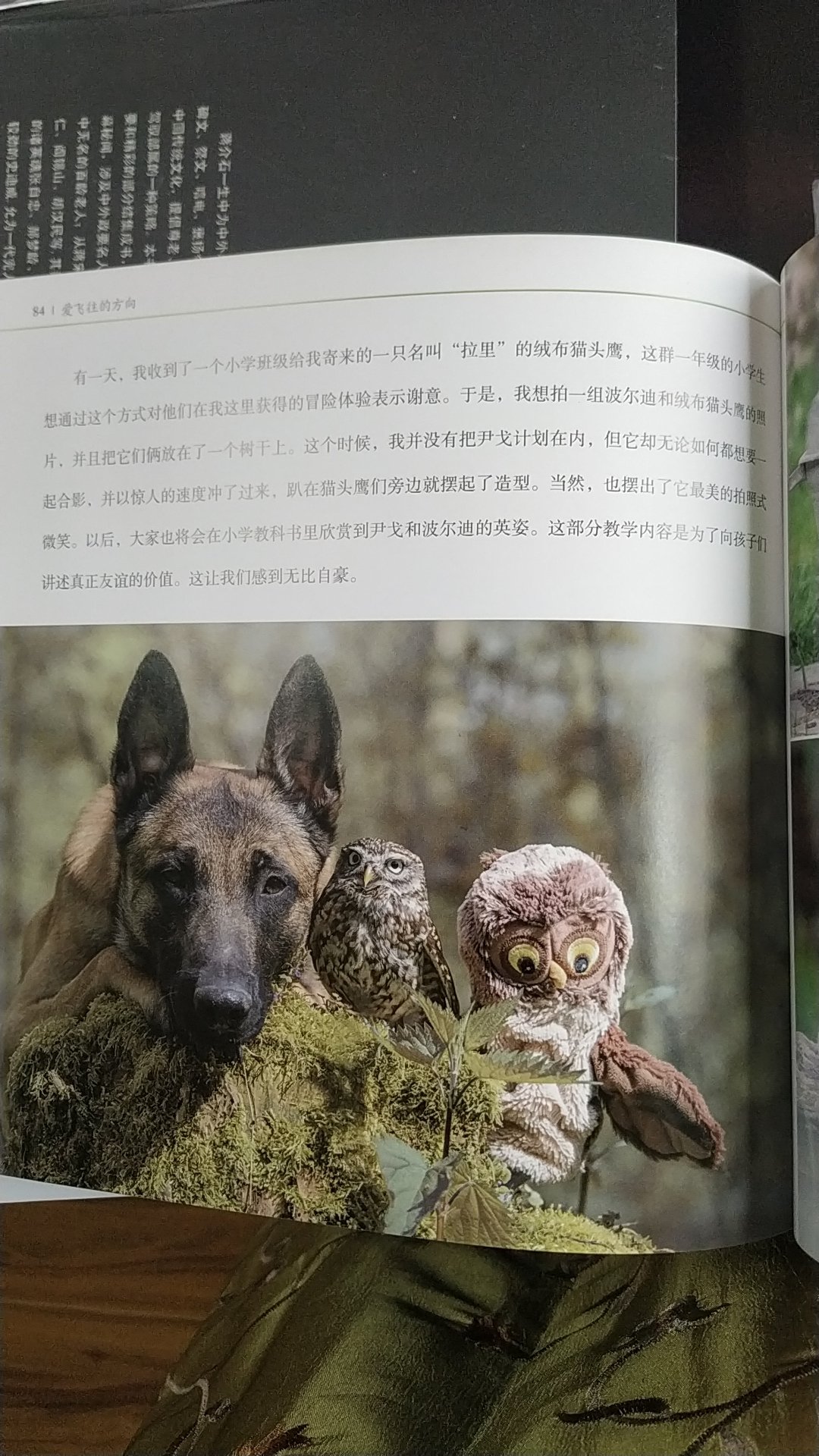 好多图片，这是一只牧羊犬尹戈与***波尔迪的故事，其实很多跨物种的小动物也能成为好朋友。