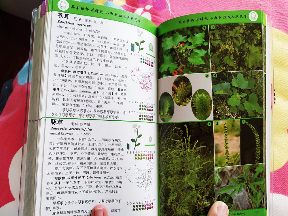 很好的一本书，便携但内容丰富，图文并茂地介绍了华北地区常见的野生植物。