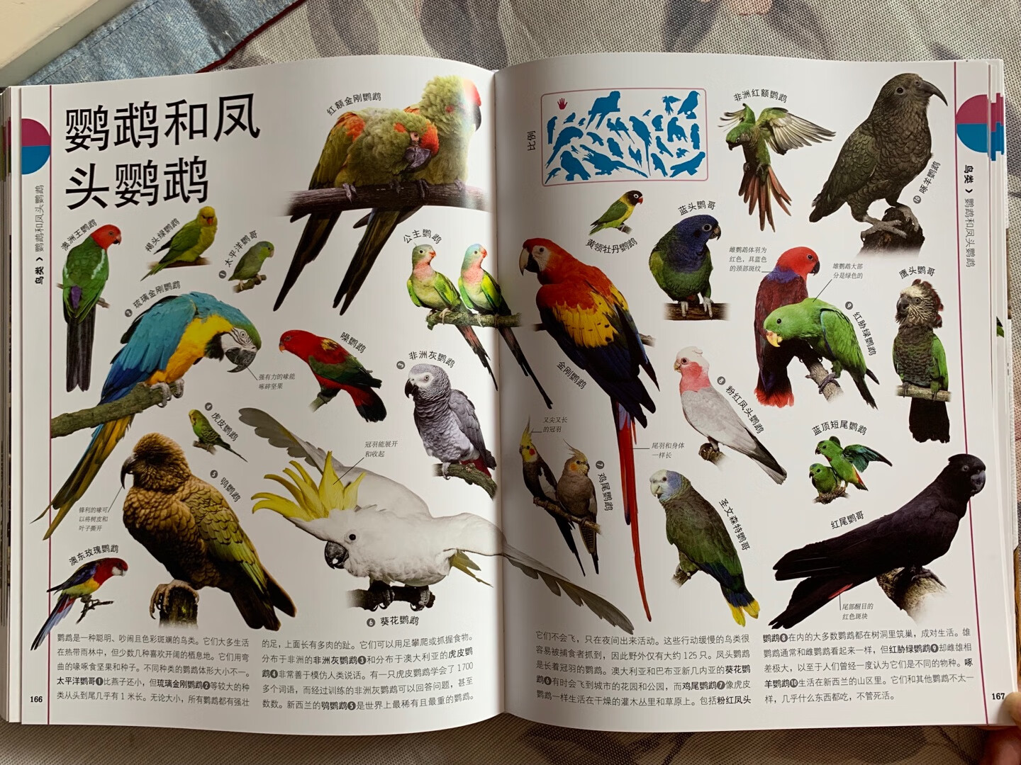 非常喜欢DK系列书籍，这套自然生命共304页，不仅图片是漂亮，而且每一页上都有比例大小介绍，让孩子很容易理解，真的很好
