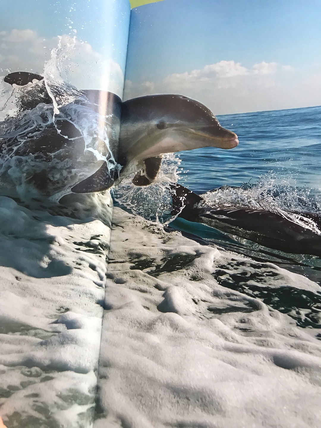 看过BBC的这部纪录片，当时就觉得特别的震撼，大海如此的美丽，现在又出了这本书，可以再重温美丽的海洋和神奇的海洋动物。