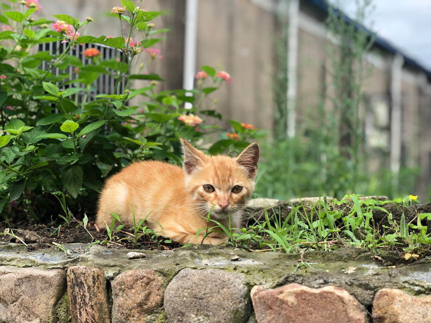 宝贝一周岁，最喜欢这本熊猫圆宝。画风简约可爱，很不错！